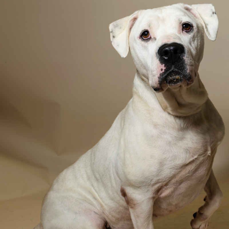 Website Pet Pictures - 2026-07-27T110227.910