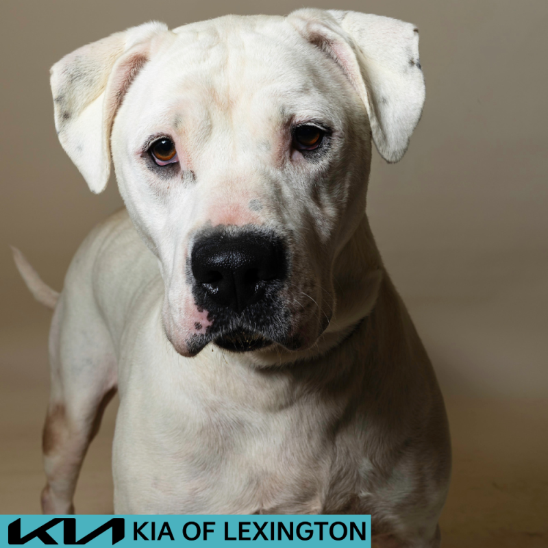 Website Pet Pictures - 2026-07-27T110315.895