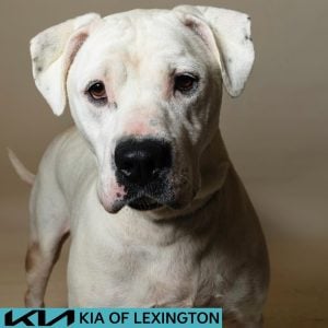 Website Pet Pictures - 2026-07-27T110315.895