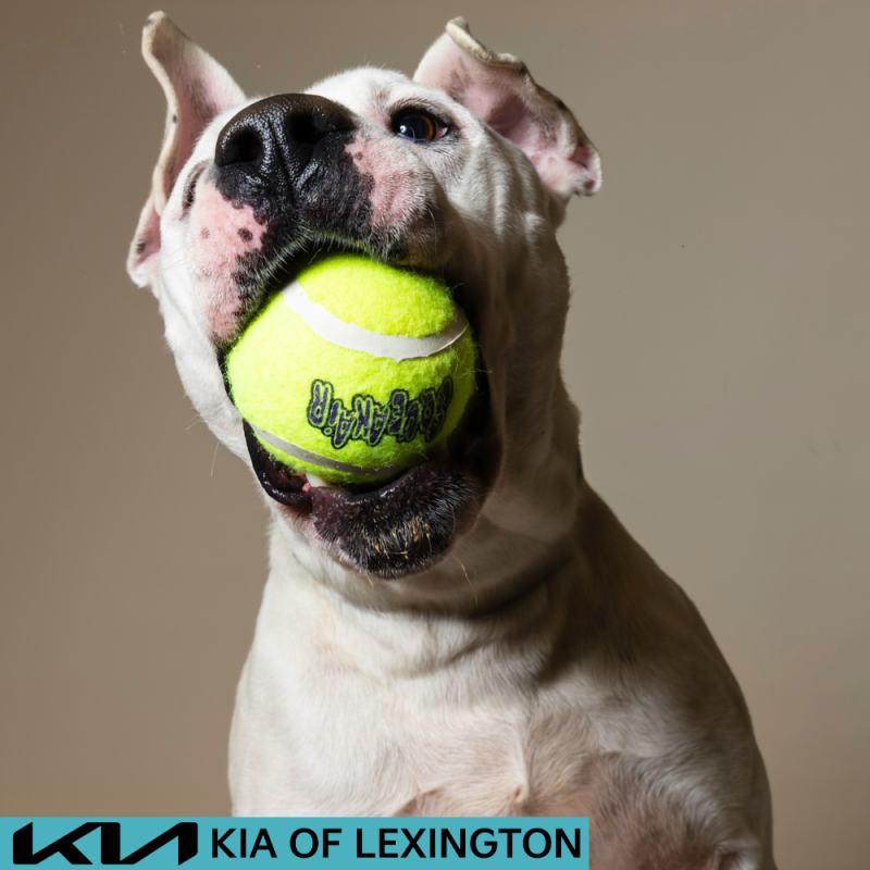 Website Pet Pictures - 2026-07-27T110421.889