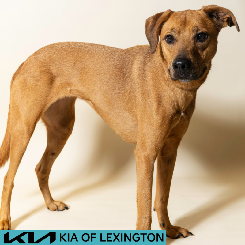 Website Pet Pictures - 2026-07-27T110632.067