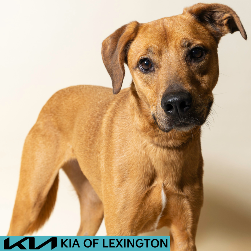 Website Pet Pictures - 2026-07-27T110657.892