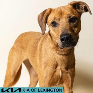 Website Pet Pictures - 2026-07-27T110657.892