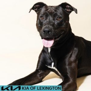 Website Pet Pictures - 2026-07-27T111931.894