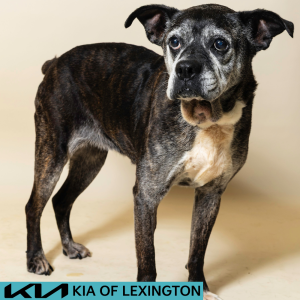 Website Pet Pictures - 2026-07-27T112145.916