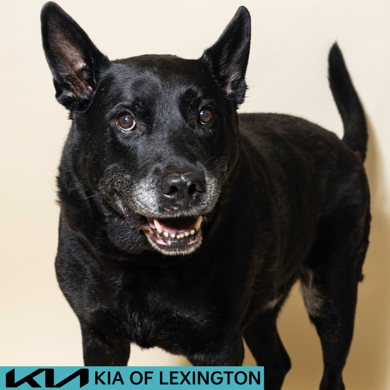 Website Pet Pictures - 2026-07-28T103442.291