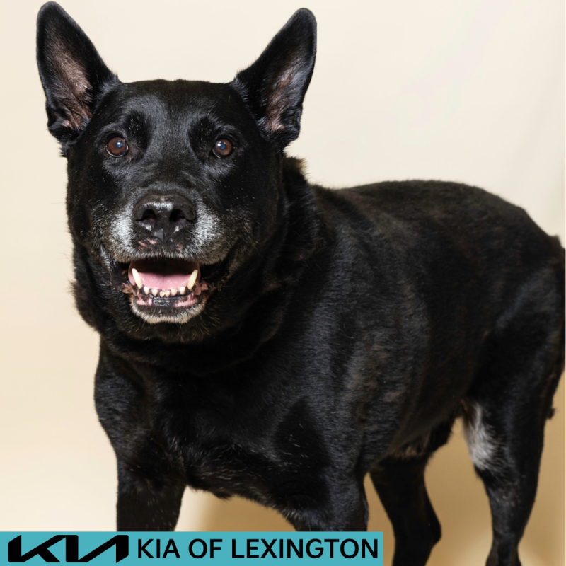 Website Pet Pictures - 2026-07-28T103521.644