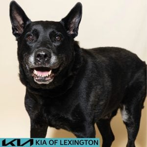Website Pet Pictures - 2026-07-28T103521.644