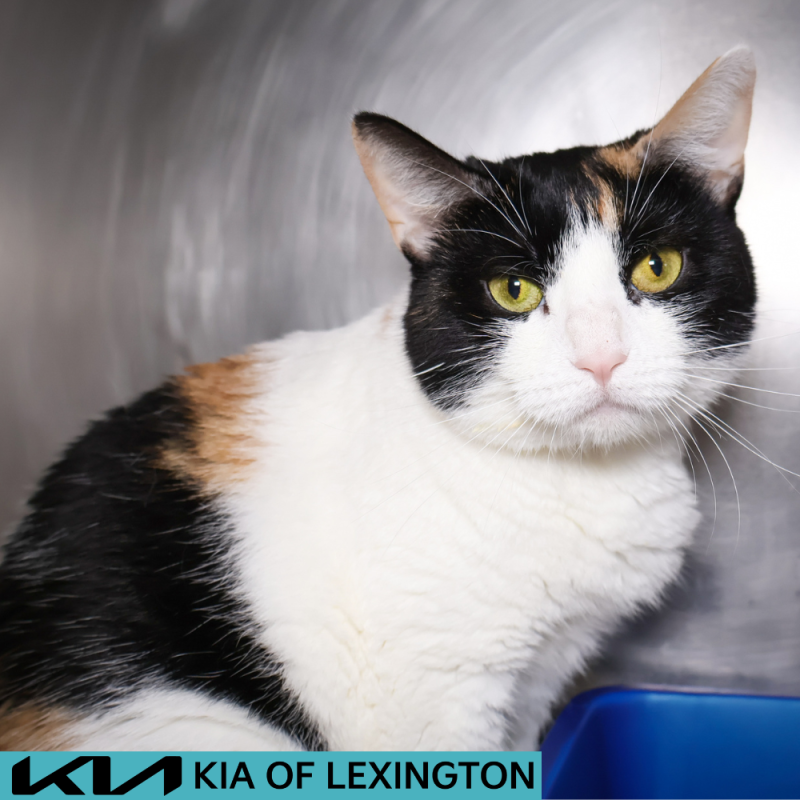 Website Pet Pictures - 2026-07-28T142941.613