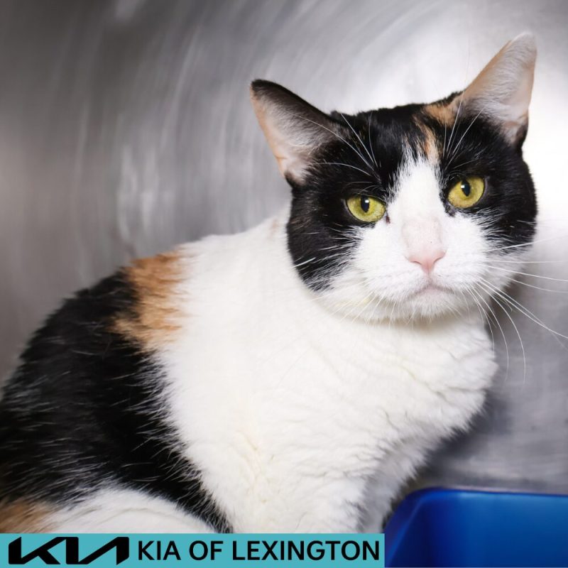 Website Pet Pictures - 2026-07-28T142941.613
