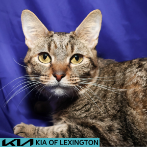 Website Pet Pictures - 2026-07-28T143336.743