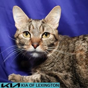 Website Pet Pictures - 2026-07-28T143336.743