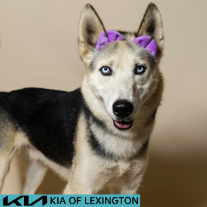 Website Pet Pictures - 2026-08-03T081432.830