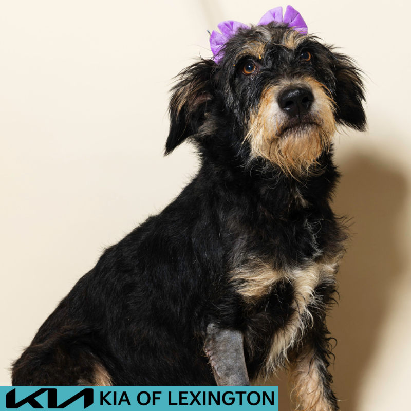 Website Pet Pictures - 2026-08-03T082824.603