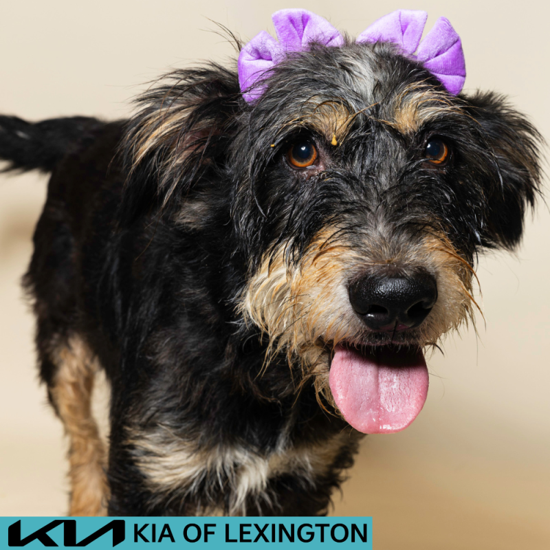Website Pet Pictures - 2026-08-03T082902.490