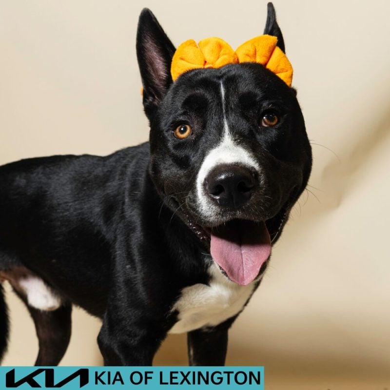 Website Pet Pictures - 2026-08-03T084159.655
