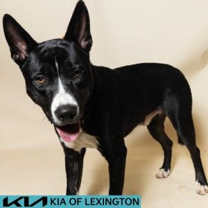 Website Pet Pictures - 2026-08-03T084237.429