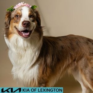 Website Pet Pictures - 2026-08-03T085357.651