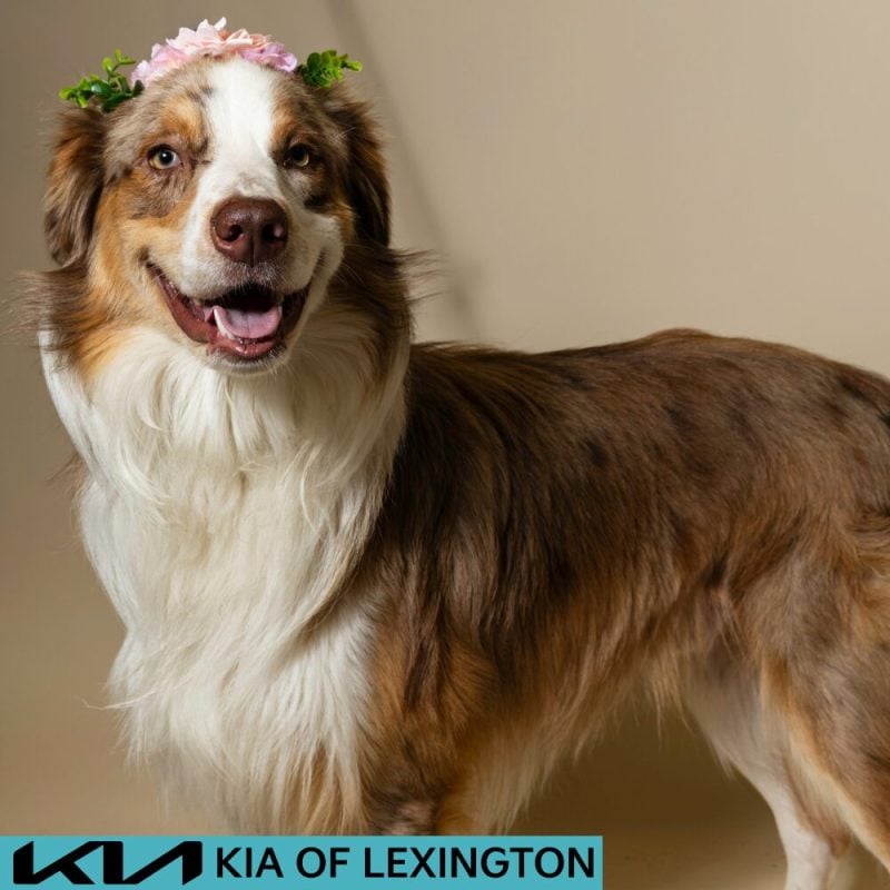 Website Pet Pictures - 2026-08-03T085357.651