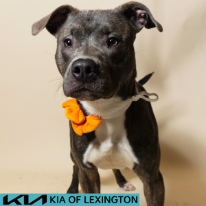Website Pet Pictures - 2026-08-03T090839.341
