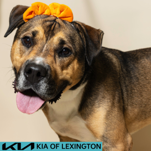 Website Pet Pictures - 2026-08-03T104559.149