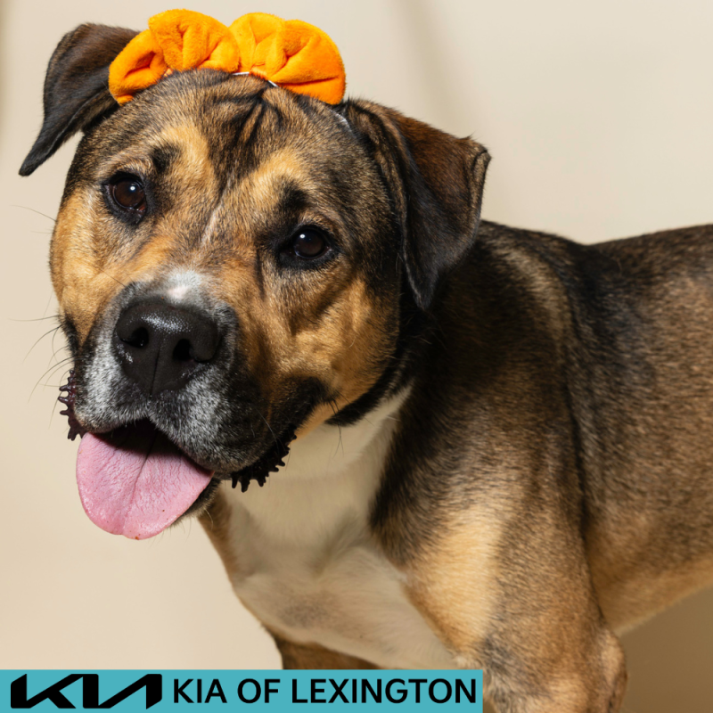 Website Pet Pictures - 2026-08-03T104559.149