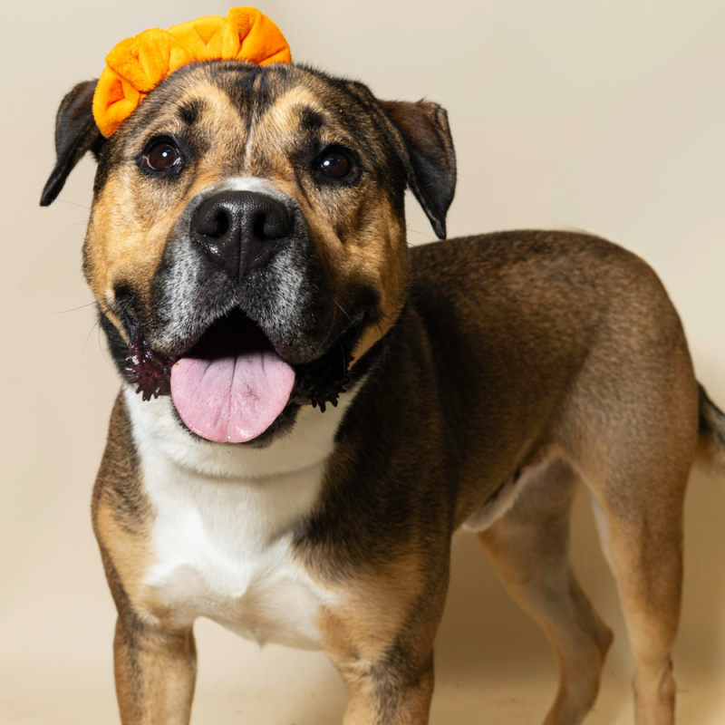 Website Pet Pictures - 2026-08-03T104624.366