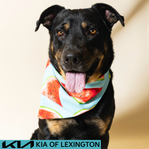 Website Pet Pictures - 2026-08-03T105153.605