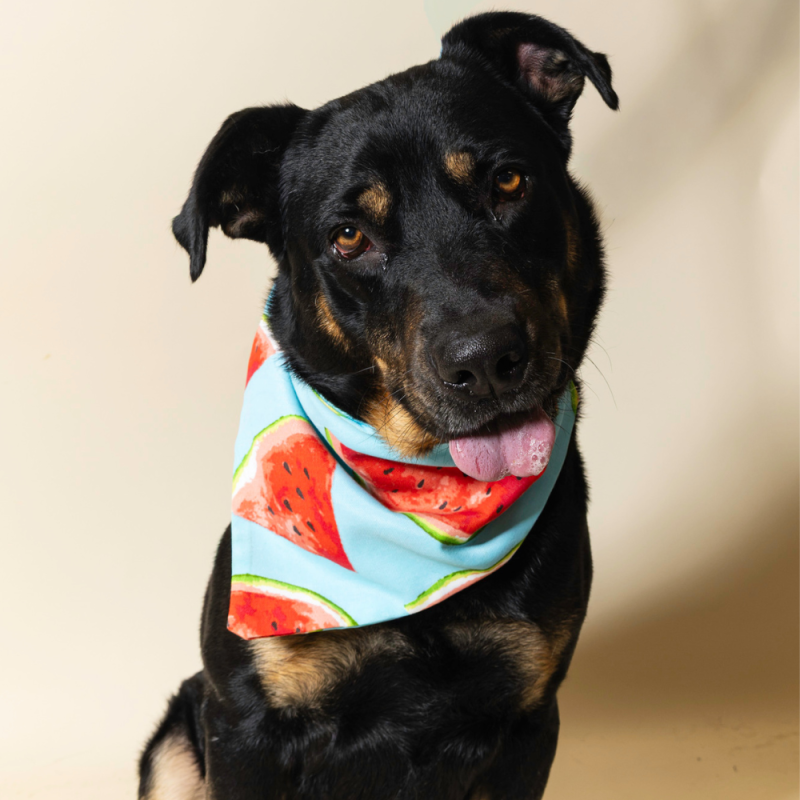 Website Pet Pictures - 2026-08-03T105459.369