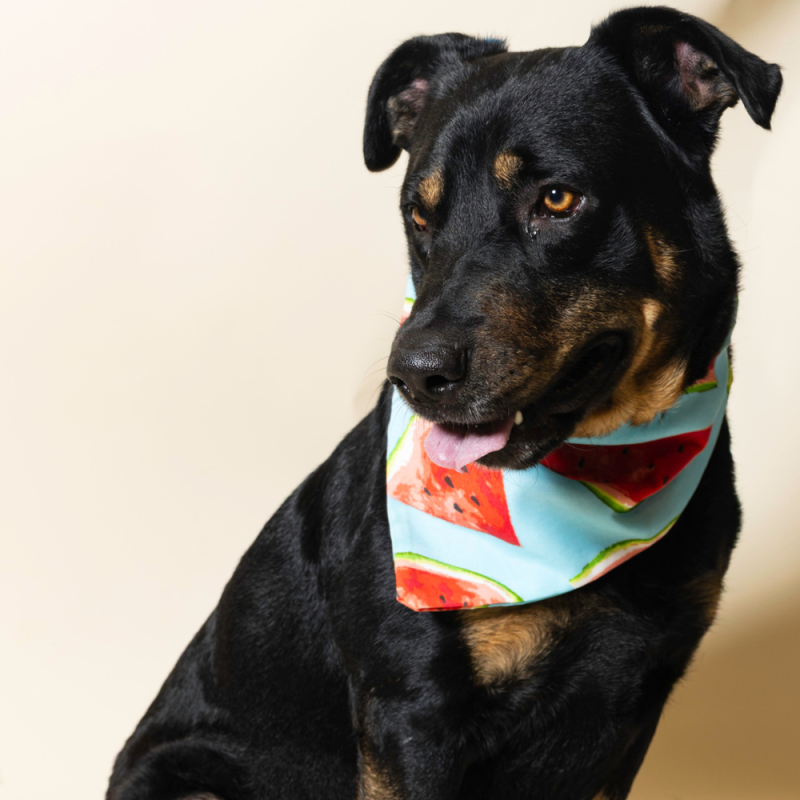 Website Pet Pictures - 2026-08-03T105539.638