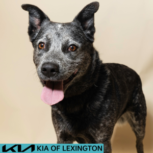 Website Pet Pictures - 2026-08-03T105749.415