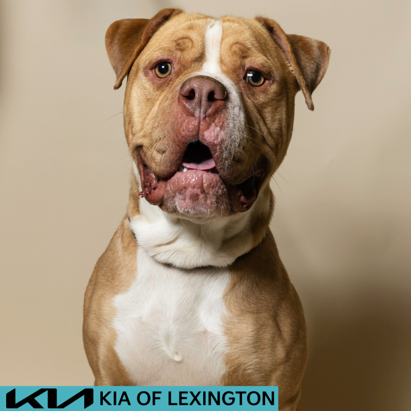 Website Pet Pictures - 2026-08-03T110901.408