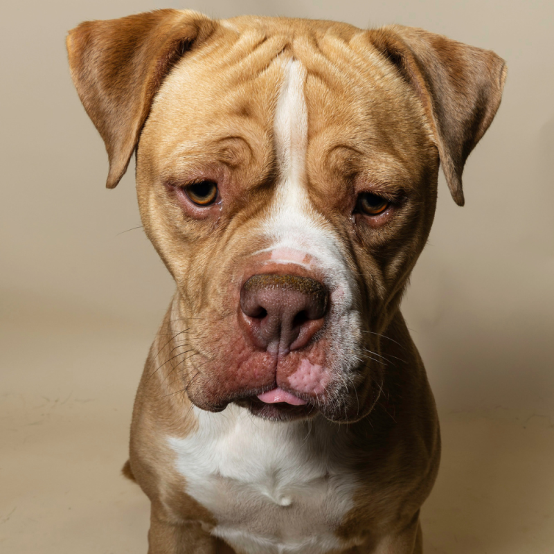 Website Pet Pictures - 2026-08-03T111000.405