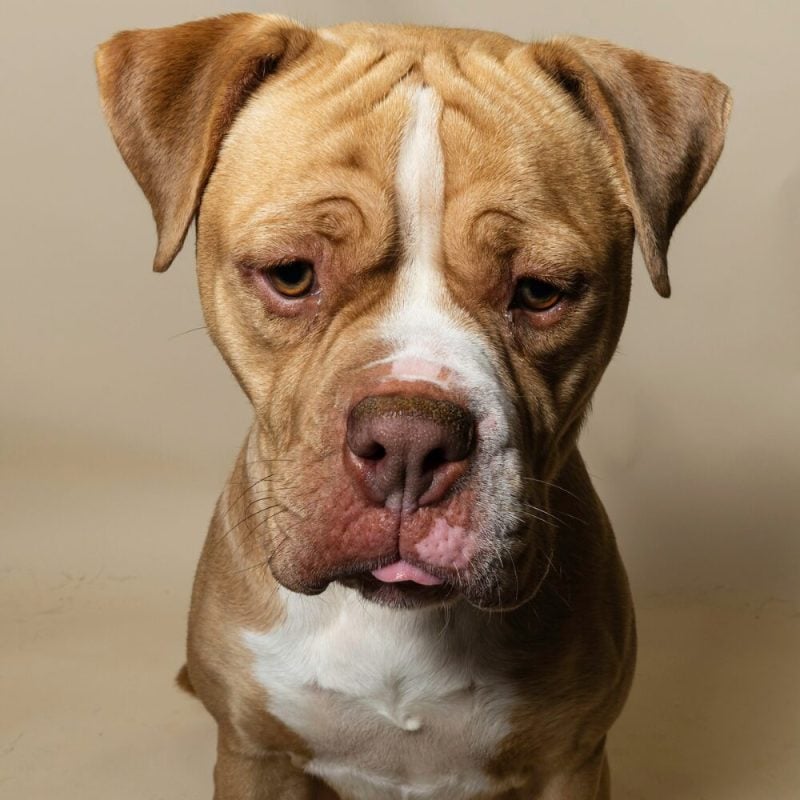 Website Pet Pictures - 2026-08-03T111000.405