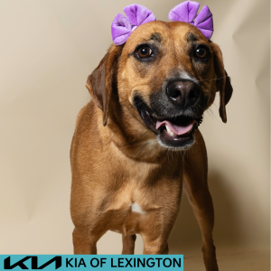 Website Pet Pictures - 2026-08-03T111713.570