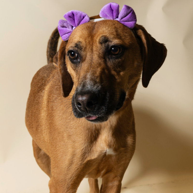 Website Pet Pictures - 2026-08-03T112000.360