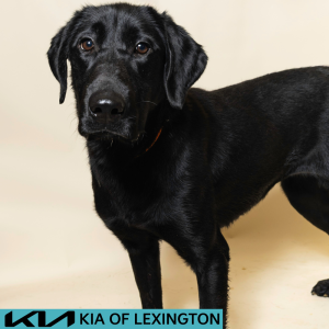 Website Pet Pictures - 2026-08-03T112738.403