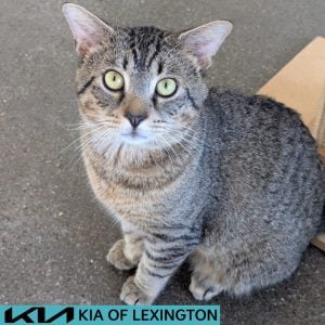 Website Pet Pictures - 2026-08-03T151143.379