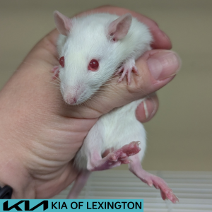 Website Pet Pictures - 2026-08-05T112826.487