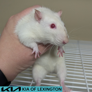 Website Pet Pictures - 2026-08-05T112951.424