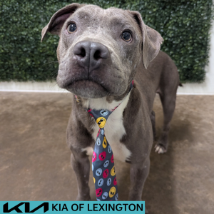 Website Pet Pictures - 2026-08-05T172202.725