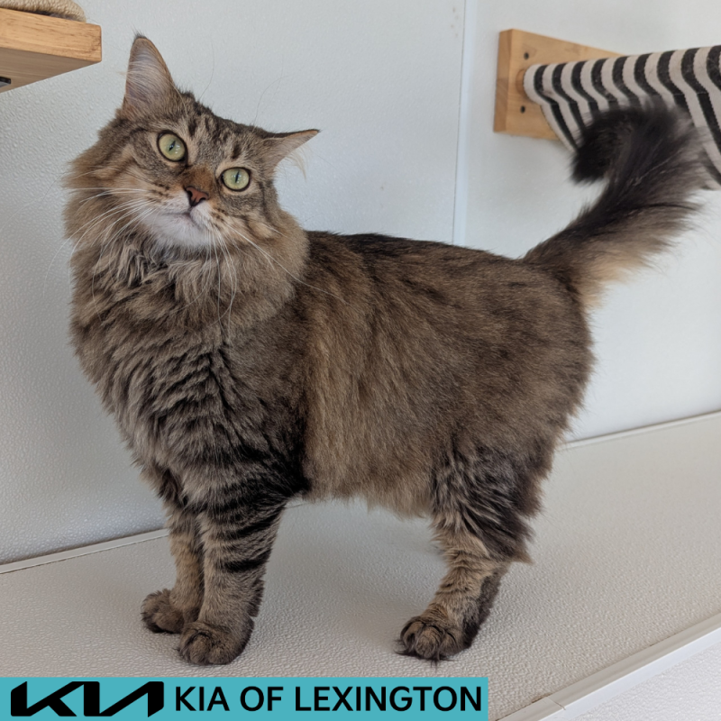 Website Pet Pictures - 2026-08-10T104308.219