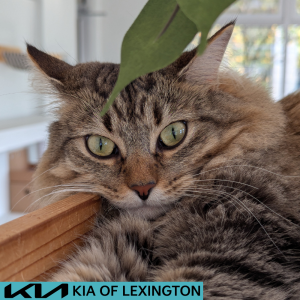 Website Pet Pictures - 2026-08-10T104420.941