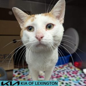 Website Pet Pictures - 2026-08-10T130037.248