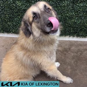Website Pet Pictures - 2026-08-13T152727.877