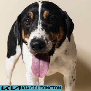 Website Pet Pictures - 2026-08-16T154542.959