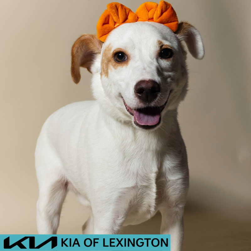 Website Pet Pictures - 2026-08-16T155448.942