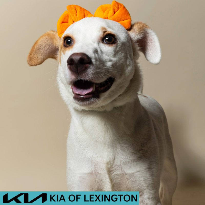 Website Pet Pictures - 2026-08-16T155542.893