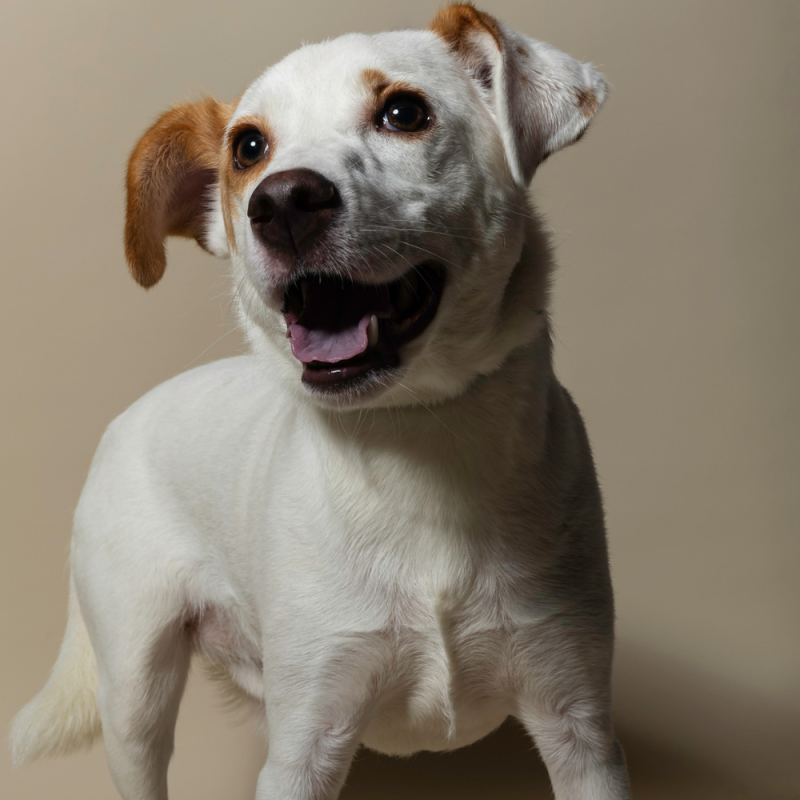 Website Pet Pictures - 2026-08-16T155603.704