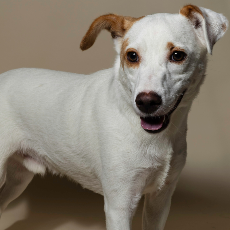 Website Pet Pictures - 2026-08-16T155630.037